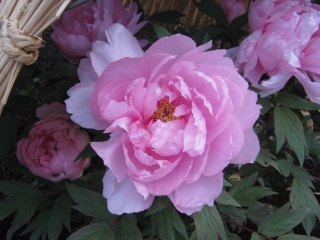 Peony garden in Ueno Toshogu shrine.