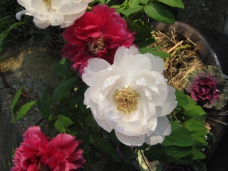 Peony garden in Ueno Toshogu shrine.