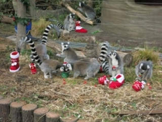 冬のイベント　in 上野動物園